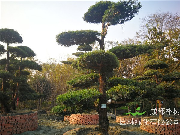 盆栽罗汉松如何修剪？